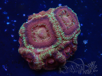 WYSIWYG Micromussa lordhowensis (ex Acanthastrea)