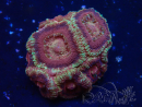 WYSIWYG Micromussa lordhowensis (ehemals Acanthastrea)