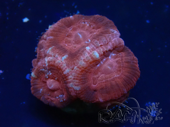 WYSIWYG Micromussa lordhowensis (antes Acanthastrea)