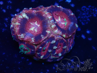 WYSIWYG Micromussa lordhowensis INDO (ex Acanthastrea) 25M2