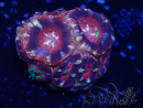 WYSIWYG Micromussa lordhowensis (ehemals Acanthastrea)