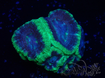 WYSIWYG Micromussa lordhowensis (ex Acanthastrea)