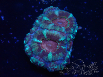 WYSIWYG Micromussa lordhowensis INDO (ex Acanthastrea) 25M4