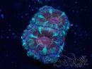 WYSIWYG Micromussa lordhowensis (ehemals Acanthastrea)