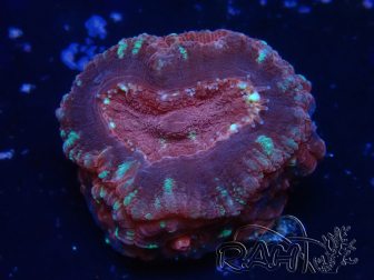 WYSIWYG Micromussa lordhowensis (antes Acanthastrea)