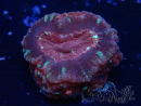 WYSIWYG Micromussa lordhowensis (antes Acanthastrea)