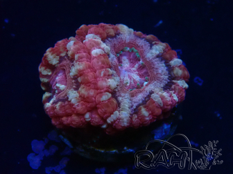 WYSIWYG Micromussa lordhowensis (ex Acanthastrea)