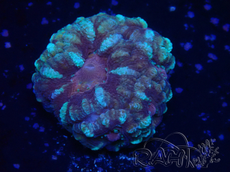 WYSIWYG Micromussa lordhowensis (formerly Acanthastrea)