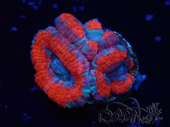 WYSIWYG Micromussa lordhowensis (ehemals Acanthastrea)