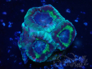 WYSIWYG Micromussa lordhowensis (ehemals Acanthastrea)