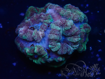 WYSIWYG Micromussa lordhowensis (formerly Acanthastrea)