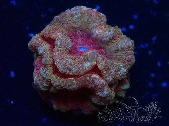WYSIWYG Micromussa lordhowensis (ehemals Acanthastrea)