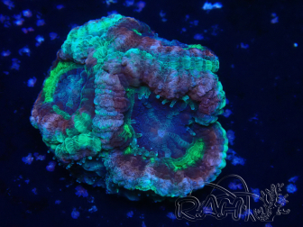 WYSIWYG Micromussa lordhowensis (ehemals Acanthastrea)