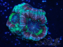WYSIWYG Micromussa lordhowensis (antes Acanthastrea)