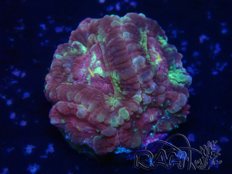 WYSIWYG Micromussa lordhowensis (ehemals Acanthastrea)