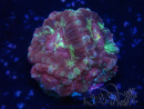 WYSIWYG Micromussa lordhowensis (formerly Acanthastrea)