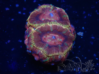 WYSIWYG Micromussa lordhowensis (antes Acanthastrea)