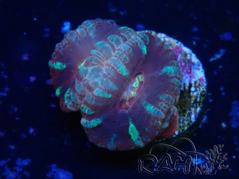 WYSIWYG Micromussa lordhowensis (formerly Acanthastrea)