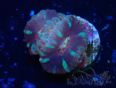 WYSIWYG Micromussa lordhowensis (ehemals Acanthastrea)