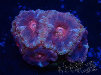 WYSIWYG Micromussa lordhowensis (antes Acanthastrea)