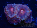 WYSIWYG Micromussa lordhowensis (ehemals Acanthastrea)