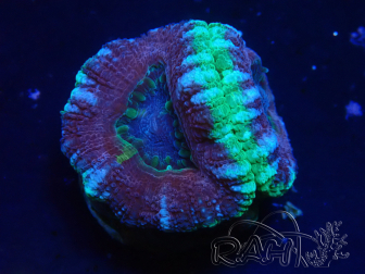WYSIWYG Micromussa lordhowensis (ehemals Acanthastrea)