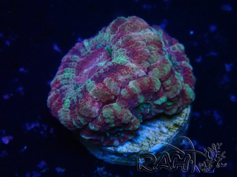 WYSIWYG Micromussa lordhowensis (formerly Acanthastrea)