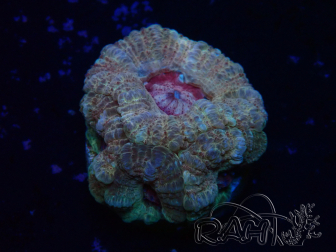 WYSIWYG Micromussa lordhowensis (formerly Acanthastrea)