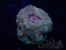 WYSIWYG Micromussa lordhowensis (formerly Acanthastrea)