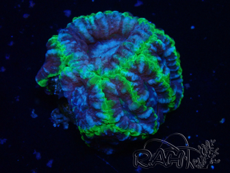 WYSIWYG Micromussa lordhowensis (ex Acanthastrea)