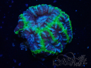 WYSIWYG Micromussa lordhowensis (antes Acanthastrea)
