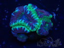 WYSIWYG Micromussa lordhowensis INDO (ex Acanthastrea) 25P4
