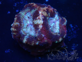 WYSIWYG Micromussa lordhowensis (formerly Acanthastrea)