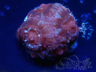WYSIWYG Micromussa lordhowensis (formerly Acanthastrea)