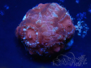 WYSIWYG Micromussa lordhowensis (antes Acanthastrea)