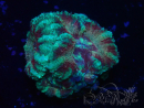 WYSIWYG Micromussa lordhowensis (ehemals Acanthastrea)