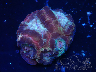 WYSIWYG Micromussa lordhowensis (ehemals Acanthastrea)