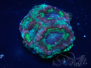 WYSIWYG Micromussa lordhowensis (ehemals Acanthastrea)