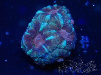 WYSIWYG Micromussa lordhowensis (ex Acanthastrea)