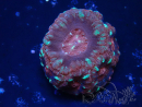 WYSIWYG Micromussa lordhowensis (formerly Acanthastrea)