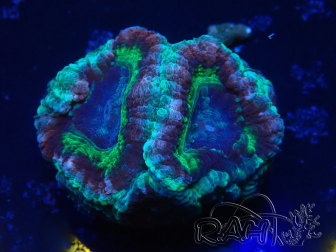 WYSIWYG Micromussa lordhowensis (ehemals Acanthastrea)