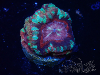 WYSIWYG Micromussa lordhowensis (ehemals Acanthastrea)