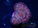 WYSIWYG Micromussa lordhowensis (ehemals Acanthastrea)