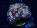 WYSIWYG Micromussa lordhowensis (ehemals Acanthastrea)