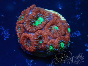 WYSIWYG Micromussa lordhowensis (ehemals Acanthastrea)