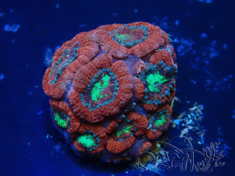 WYSIWYG Micromussa lordhowensis INDO (ex Acanthastrea) 25R6