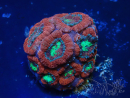 WYSIWYG Micromussa lordhowensis (ex Acanthastrea)
