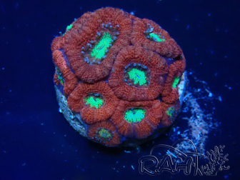 WYSIWYG Micromussa lordhowensis (ehemals Acanthastrea)