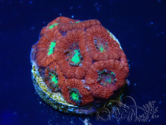 WYSIWYG Micromussa lordhowensis (formerly Acanthastrea)