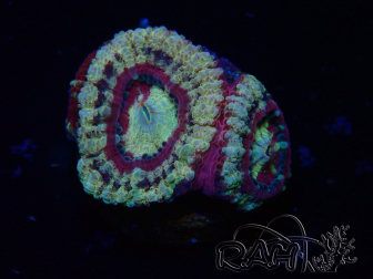 WYSIWYG Micromussa lordhowensis INDO (ex Acanthastrea) 25S4